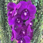 Dendrobium Berthachong Blue White Lip